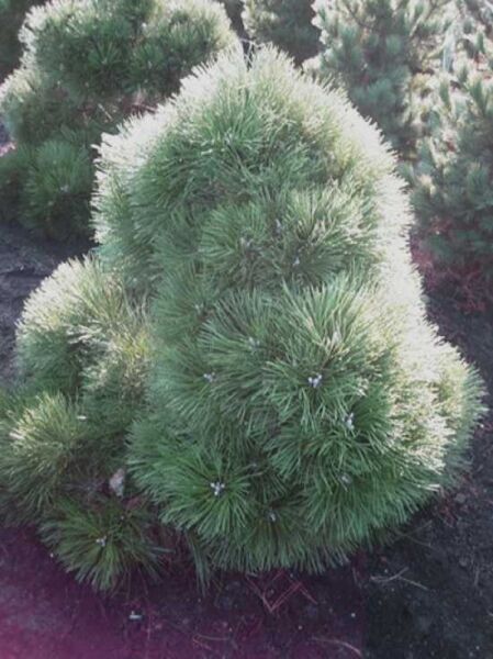 Pinus nigra 'Nana' / Zwerg-Schwarzkiefer