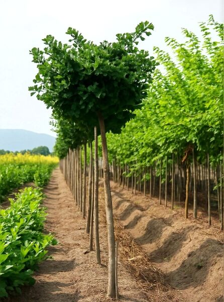Ginkgo biloba ‘Mariken’ Kugel-Ginkgobaum, ca. 200 cm Stamm, 10–12 StU, mit dichtem kugelförmigem Laubdach.