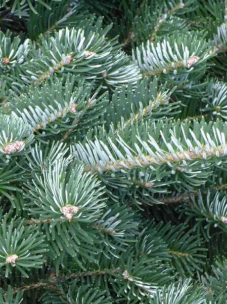 Abies koreana 'Tordis' / Kleine Grüne Korea-Tanne