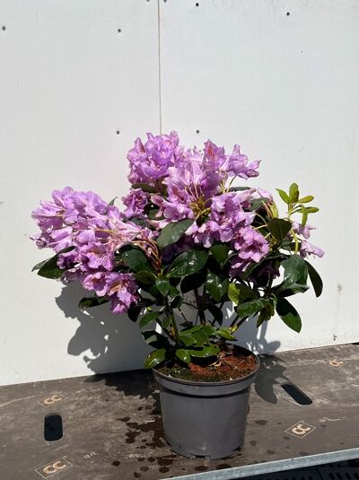 Rhododendron Hybride 'Fastuosum Flore Pleno' (Rhododendron) 30-40 cm C5 im Topf, mit lila Blüten und dunkelgrünen Blättern.