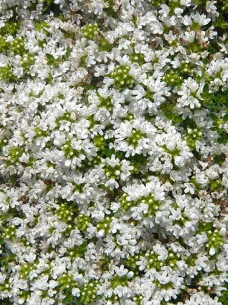 Steingartenstaude / Wollthymian 'Albiflorus' / Thymus praecox 'Albiflorus'