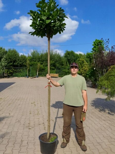 Prunus laurocerasus 'Etna' / Kirschlorbeer 'Etna' Hochstamm im Container, ca. 200 cm, Stammumfang 12–14 cm, kugelige Krone