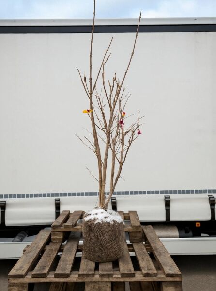 Viburnum opulus / Gemeiner Schneeball 125-150 cm m. B., laubloser Strauch als Ballenware mit mehreren Trieben auf Palette.