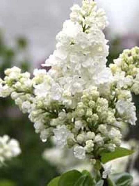Gartenflieder / Gewöhnlicher Flieder / Edelflieder 'Souvenir d' Alice Harding' / Syringa vulgaris 'Souvenir d' Alice Harding'