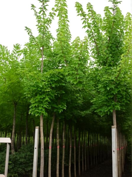 Rot-Ahorn Acer freemanii 'Autumn Blaze' Hochstamm 10-12 StU im Container, Laubbaum mit grünen, gelappten Blättern.