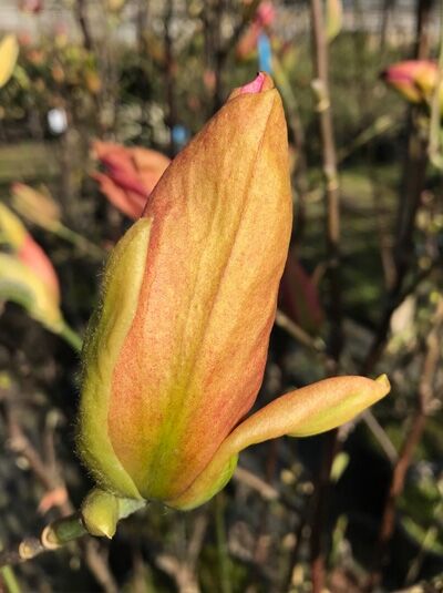 Magnolie 'Daybreak' / Magnolia 'Daybreak'