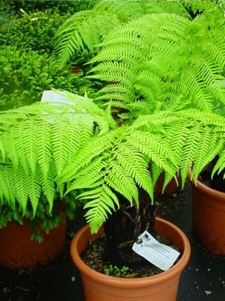 Baumfarn / Australischer Taschenfarn / Baumfarn / Australischer Taschenfarn