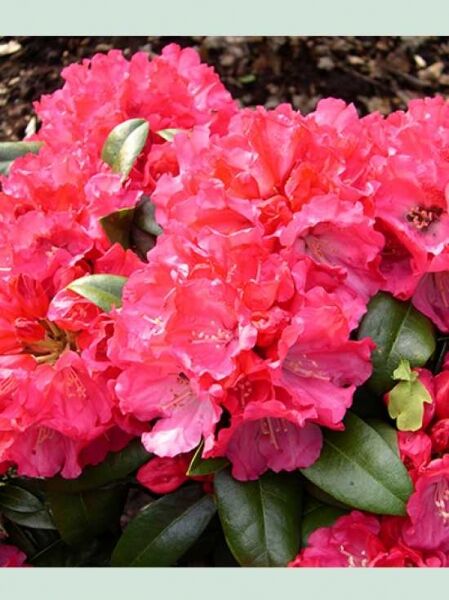 Rhododendron 'Maifreude' / Rhododendron yakushimanum 'Maifreude'