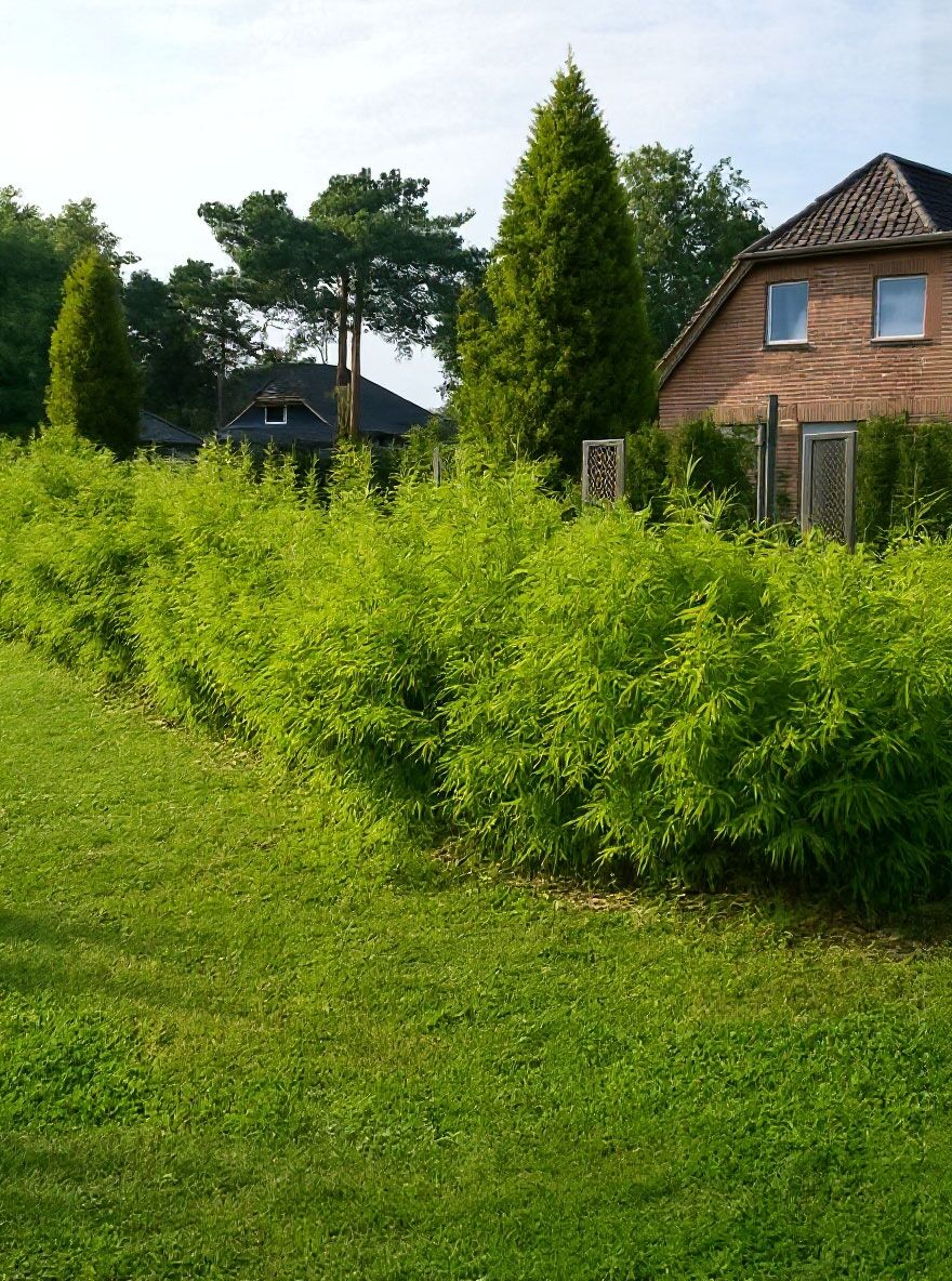 Gartenbambus 'Simba' - Fargesia murielae 'Simba' - Baumschule NewGarden