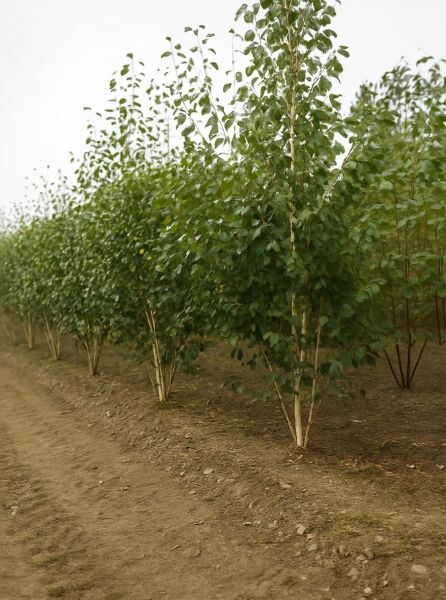 Weißrindige Himalaja-Birke (Betula utilis jacquemontii) mehrstämmig, 250–300 cm, mit grünem Laub im Baumschulquartier.