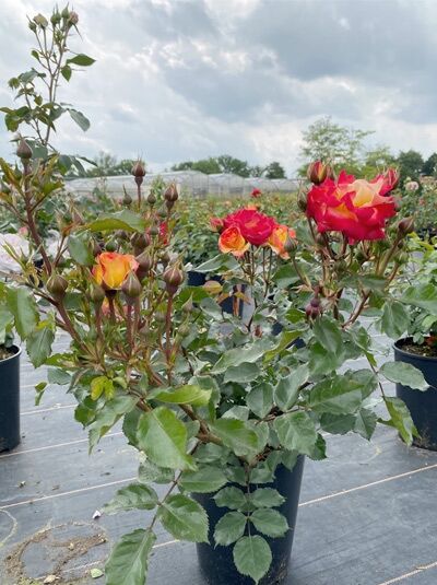 Rosa 'Firebird' ® / Beetrose 'Firebird' ® C5 im Topf mit rot-gelben Blüten und mehreren Knospen, grünes Laub.