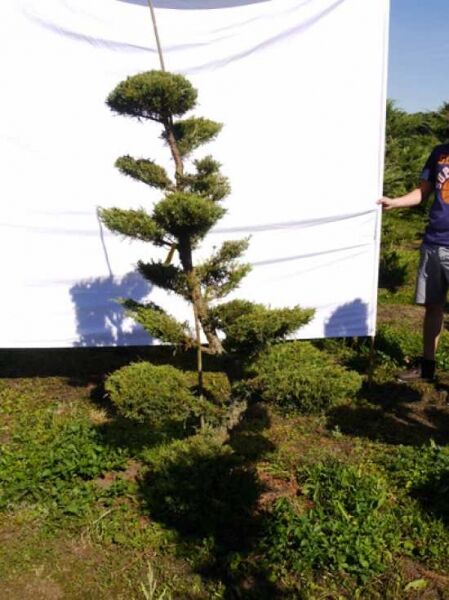 Garten-Bonsai Pfitzer-Wacholder (Juniperus media 'Hetzii') H 180 cm, B 110 cm, geschnittene Etagenform im Beet.