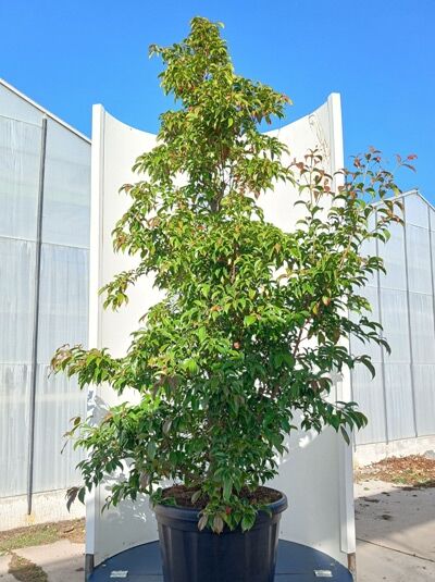 Hongkong-Hartriegel - Cornus hongkongensis