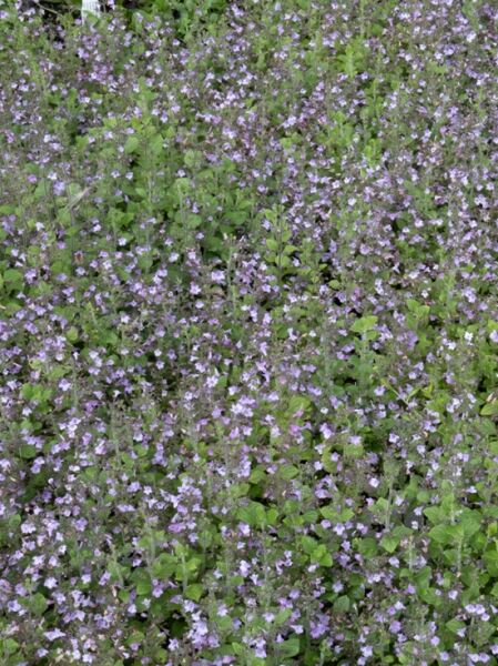 Steinquendel (Calamintha nepeta) 'Marvelette Blue' mit zahlreichen kleinen blauvioletten Blüten und grünem Laub in dichter Pflanzung
