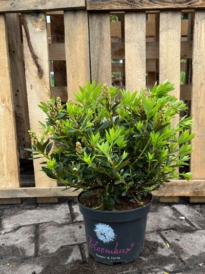 Rhododendron micranthum 'Bloombux'® EU-S / Rhododendron 'Bloombux'® EU-S 25-30 cm C2 im Topf, kompakt wachsend mit Knospen