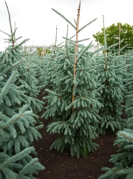 Picea engelmannii 'Glauca' / Engelmanns-Fichte 'Glauca' 175-200 cm m. B., blaugraue Nadeln, aufrechter Wuchs