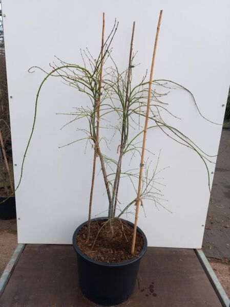 Japanischer Schlitz-Ahorn (Acer palmatum 'Dissectum Flavescens') 125–150 cm im C35-Topf, mehrtriebig, mit Stützstäben