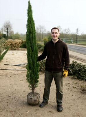 Blauer Raketen-Wacholder - Juniperus scopulorum 'Blue Arrow' - Baumschule  NewGarden
