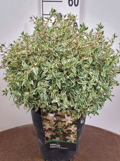 Abelia grandiflora 'Confetti', Großblumige Abelie mit grün-weiß panaschierten Blättern, 30-40 cm, im schwarzen Topf C12