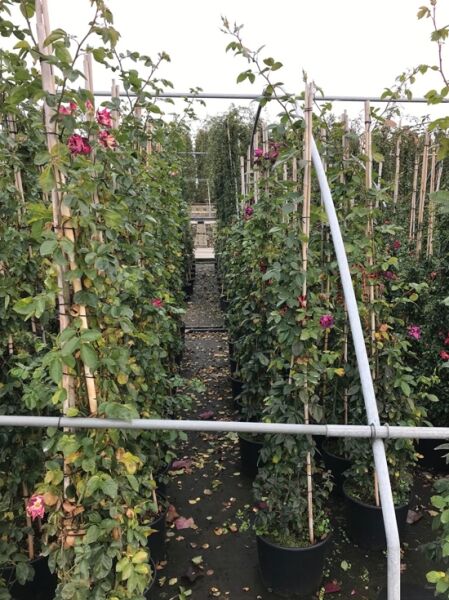 Strauchrose Rosa 'Rhapsody in Blue' im Container C20, ca. 175–200 cm, aufgebunden an Stäben, mit violetten Blüten und grünem Laub