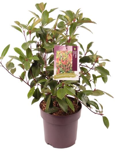 Glanzmispel 'Red Robin' - Photinia fraseri 'Red Robin' - Baumschule  NewGarden