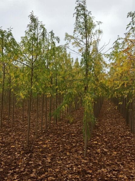 Geschlitzter Silber-Ahorn (Acer saccharinum 'Laciniatum Wieri') Hochstamm, schlanker Stamm, hängender Wuchs, feines Laub, 10-12 StU