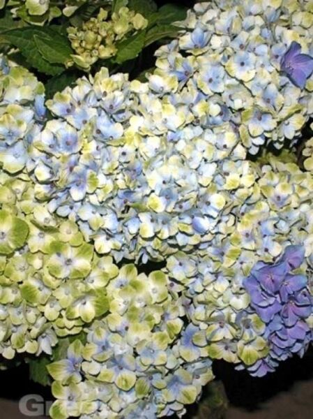 Rispen-Hortensie 'Magical Candle'® / Hydrangea paniculata 'Magical Candle'®