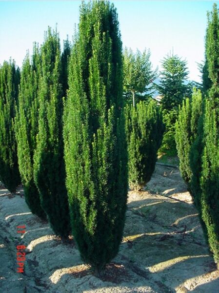 Taxus baccata 'Fastigiata' / Säulen-Eibe 'Fastigiata' als Solitär, schmal säulenförmig, dichtes dunkelgrünes Nadelkleid.