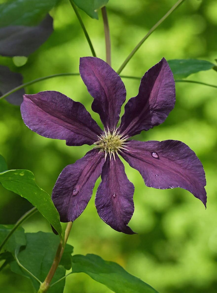 Waldrebe 'Vostok' / Clematis Hybride 'Vostok' kaufen