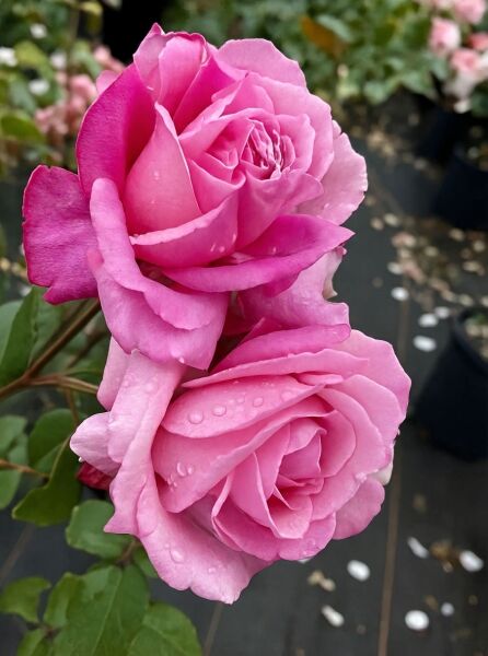 Strauchrose 'Dieter Müller' (Rosa 'Dieter Müller') mit zwei rosafarbenen, gefüllten Blüten und grünen Blättern.