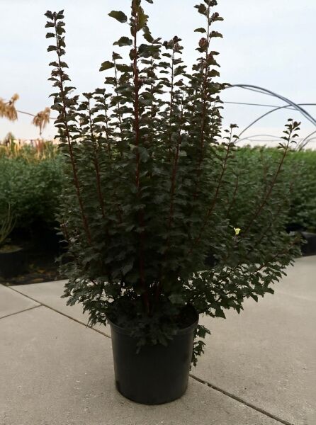 Physocarpus opulifolius 'Tiny Wine ®' / Blasenspiere 'Tiny Wine' 80-100 cm C20, Strauch im Container mit dunkelgrünem Laub