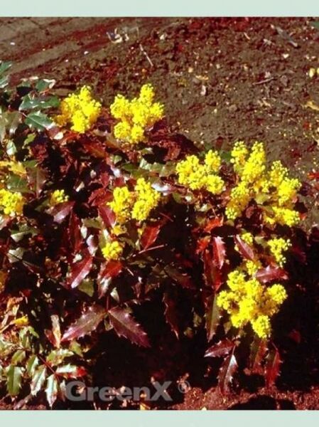 Mahonie 'Atropurpurea' / Mahonie 'Atropurpurea'