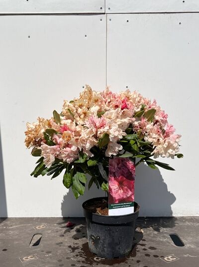 Rhododendron yakushimanum 'Marrakesch' / Rhododendron 'Marrakesch' 30-40 cm C5 im Topf, mit hellrosa Blüten und grünen Blättern