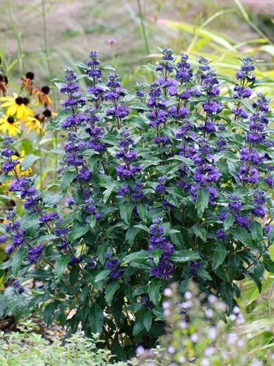 Bartblume 'Dark Night' / Caryopteris x clandonensis 'Dark Night'