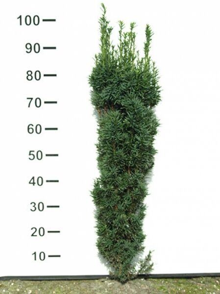 Taxus baccata 'Fastigiata Robusta' / Schmale Säulen-Eibe, 80-100 cm, mit Ballen, immergrüner säulenförmiger Wuchs