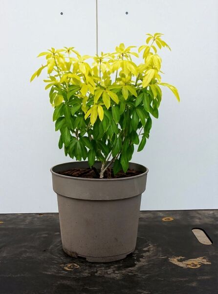Orangenblume (Choisya ternata 'Sundance') 40–50 cm im Topf C5, buschiger Strauch mit gelbgrünem Laub.