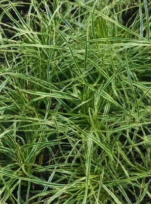 Gartensegge 'Snowline' - Carex conica 'Snowline' - Baumschule NewGarden