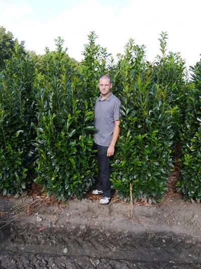 Kirschlorbeer 'Elly' - Prunus laurocerasus 'Elly' - Baumschule NewGarden