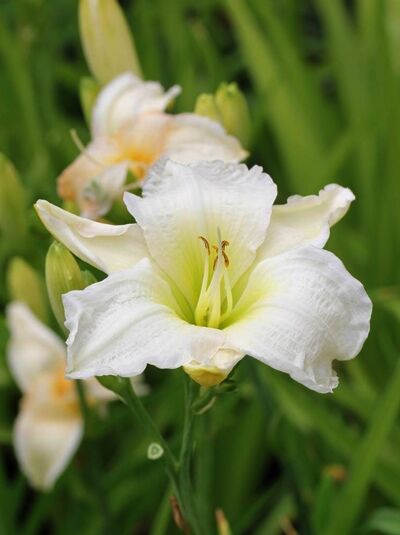 Taglilie 'Gentle Shepherd' / Hemerocallis 'Gentle Shepherd'