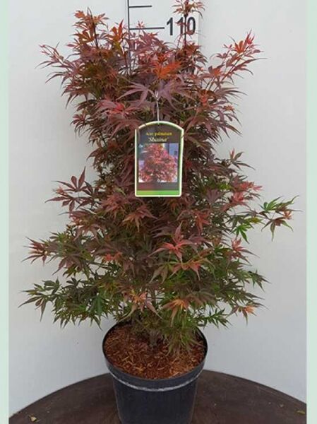 Japanischer Ahorn (Acer palmatum) 'Shaina' im Topf, rotes bis grünliches Laub, 60–80 cm, Container C12.