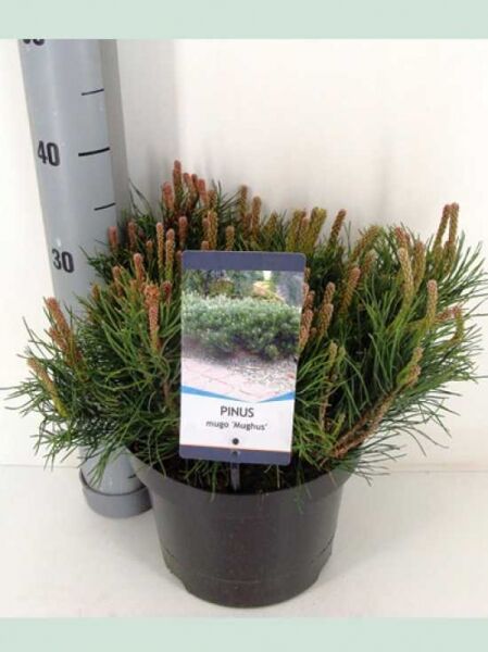 Pinus mugo mughus / Krummholz-Kiefer