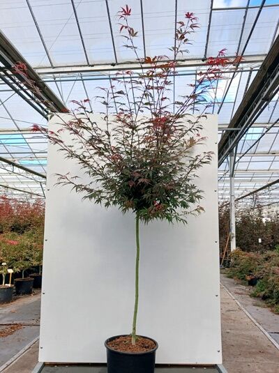 Japanischer Ahorn / Fächer-Ahorn 'Shaina' / Roter Zwerg-Zierahorn - Acer palmatum 'Shaina'