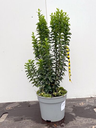 Japanischer Säulen-Spindelstrauch 'Green Rocket' / Japanischer Säulen-Spindelstrauch 'Green Rocket'