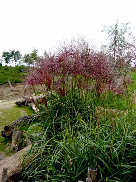 Miscanthus sinensis 'Rotfeder' / Chinaschilf 'Rotfeder'