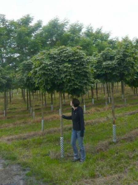 Acer platanoides 'Globosum' Kugel-Ahorn (Kugelbaum), Hochstamm ca. 225 cm, Stammumfang 20–25 cm, mit runder Krone.