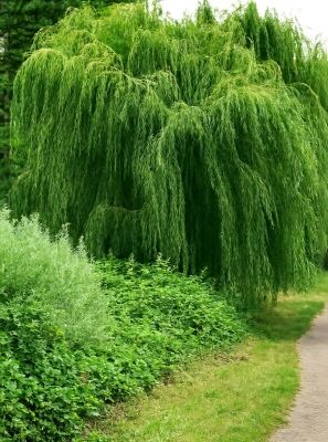 Weide / Salix gnstig in Top-Baumschulqualitt kaufen