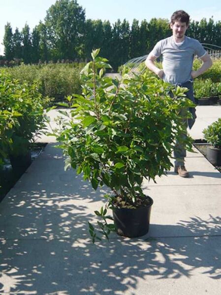 Rispen-Hortensie 'Phantom' (Hydrangea paniculata) 125–150 cm im C20-Container, buschiger Strauch mit grünen Blättern.