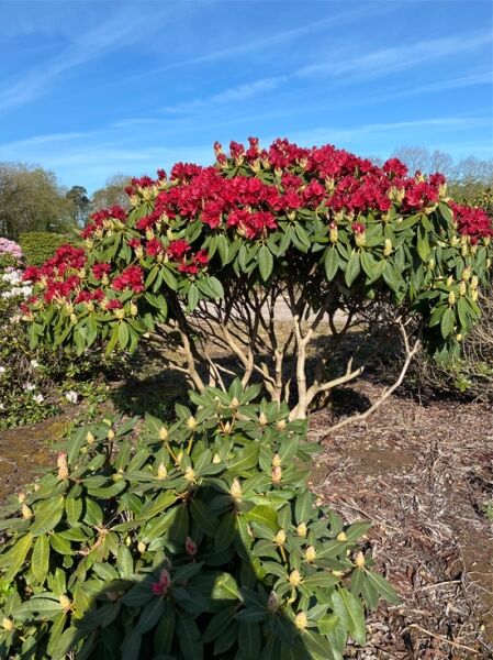 Rhododendron 'Red Impulse' / Rhododendron Hybride 'Red Impulse Rhododendron Schirm rote Blüte