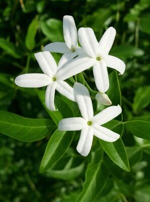 Echter Jasmin - Jasminum officinale - Baumschule NewGarden