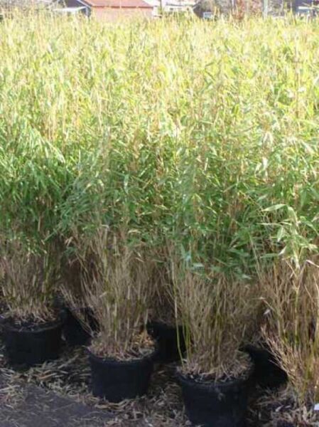 Gartenbambus 'Simba' / Gartenbambus 'Simba'